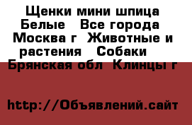 Щенки мини шпица Белые - Все города, Москва г. Животные и растения » Собаки   . Брянская обл.,Клинцы г.